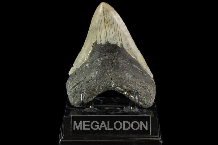 Fossil Megalodon Tooth - North Carolina #109678